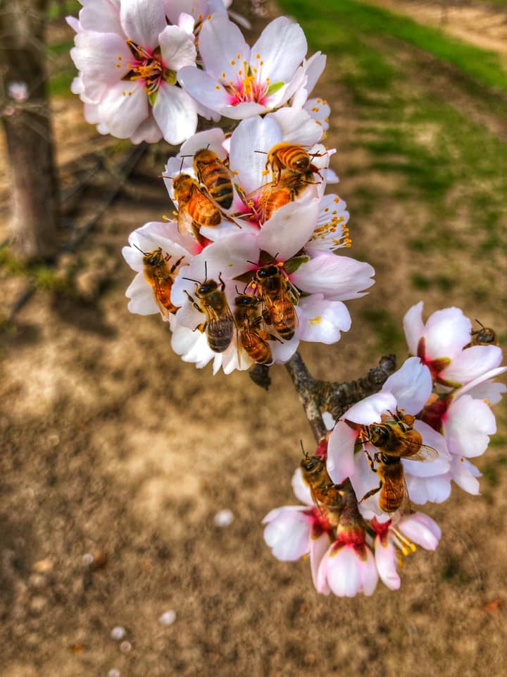 Bees pollinating pink blossoms.