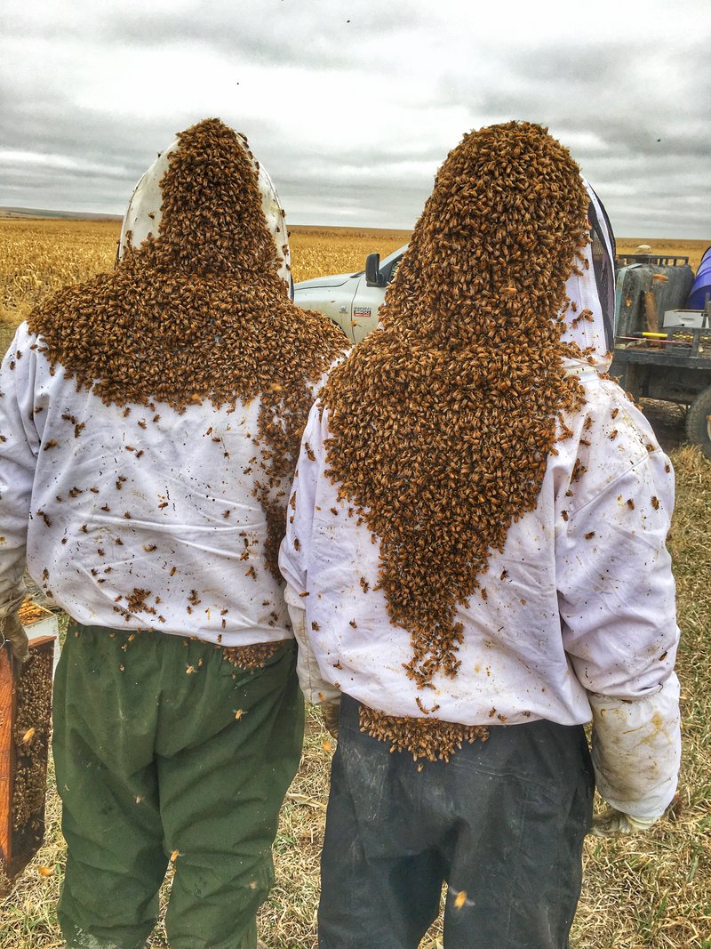 Wearing a swarm of bees on bee suits.