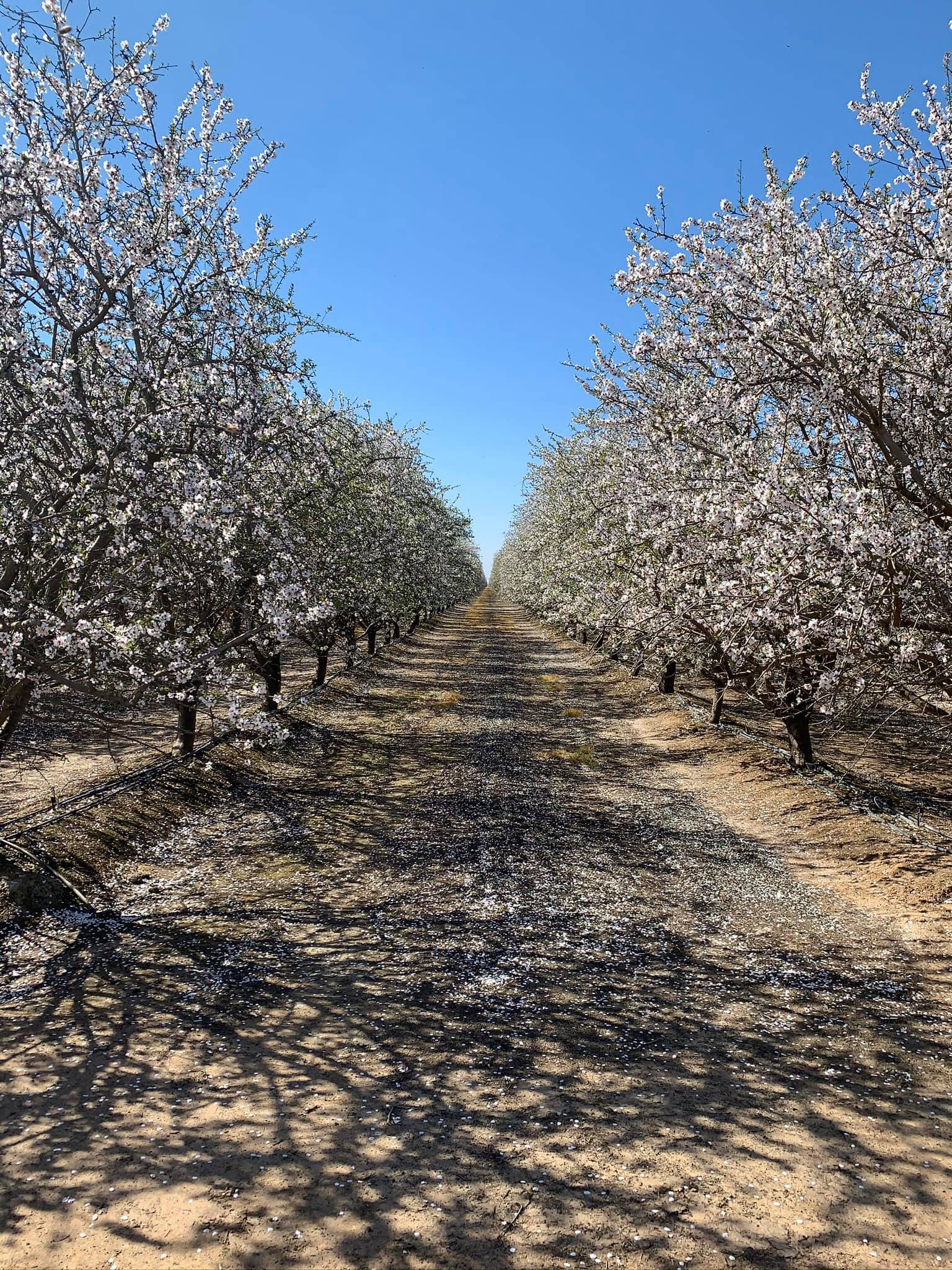 A row of blossoming trees in an orchard.