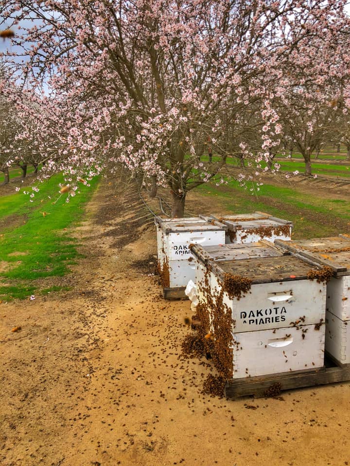 Dakota Honey bee hives in California orchard.