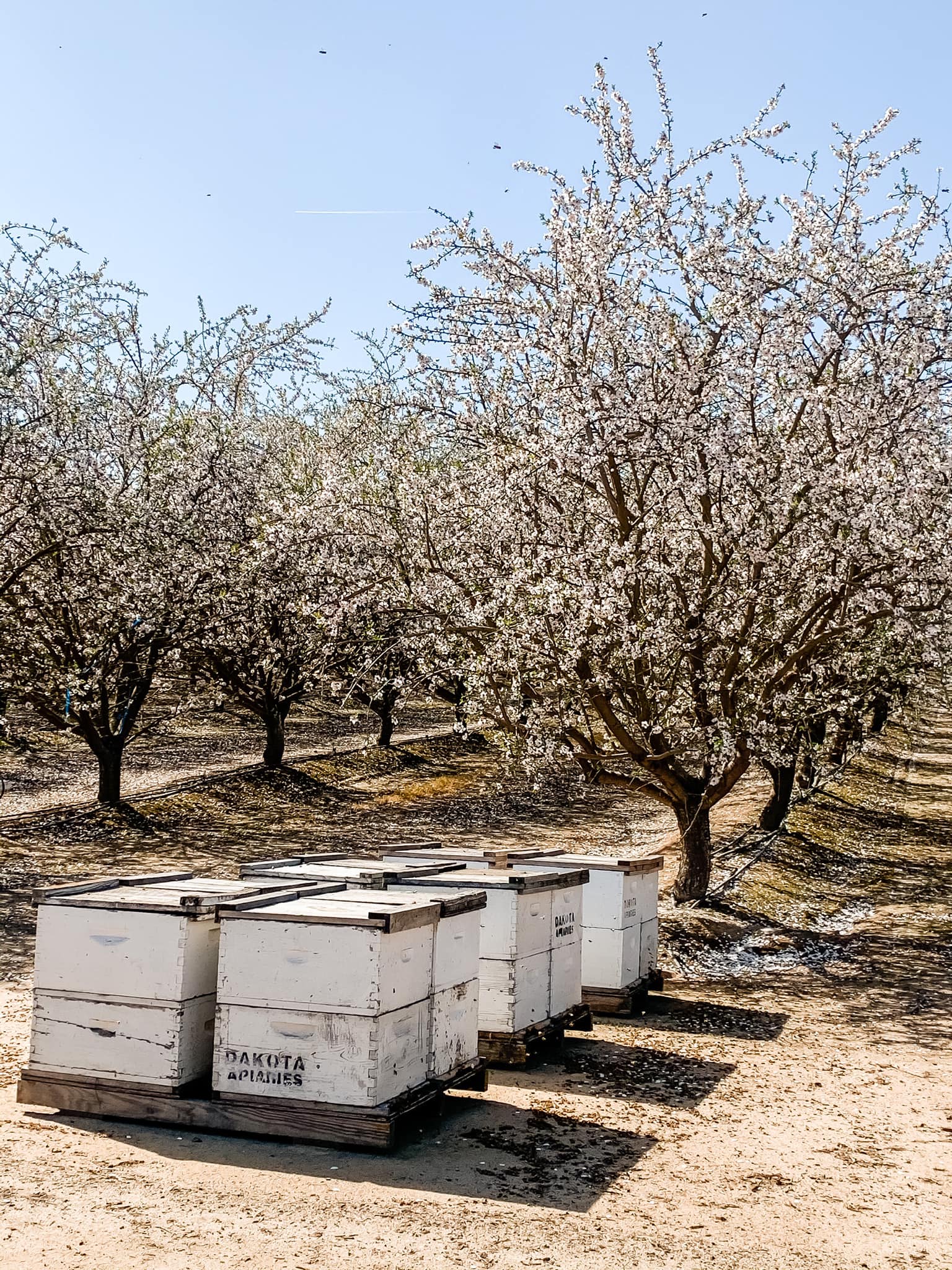 Dakota Honey bee hives in California orchard.
