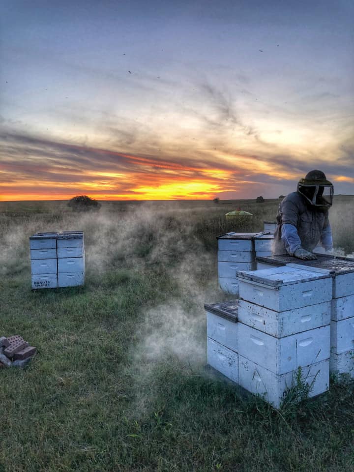 Loren Pederson tending to his hives at sunset.