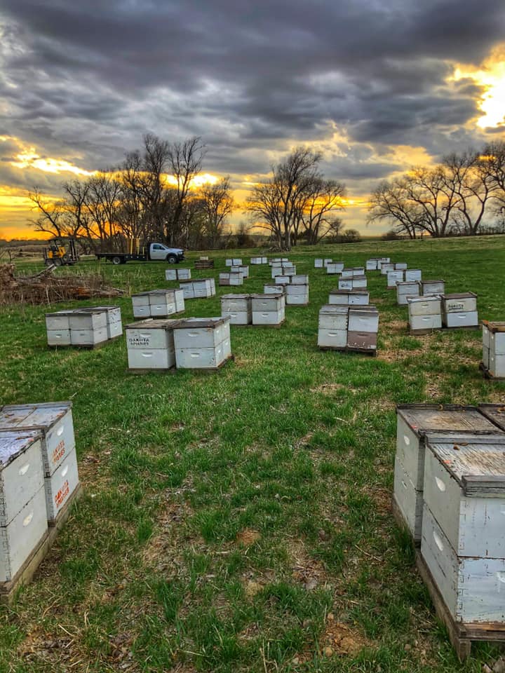 A field of bee hives at sunrise in South Dakota.